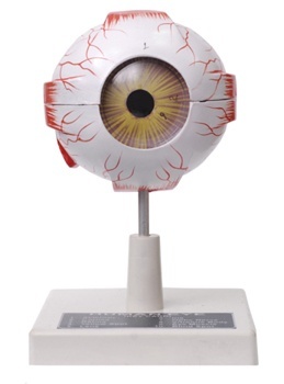 Human Eye Model (Seven Parts)