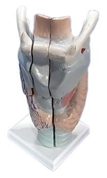 Human Larynx Model