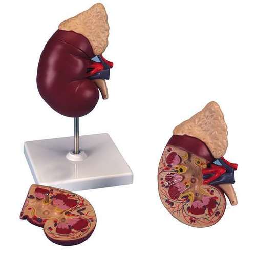 Plastic And Fibre Human Kidney On Stand