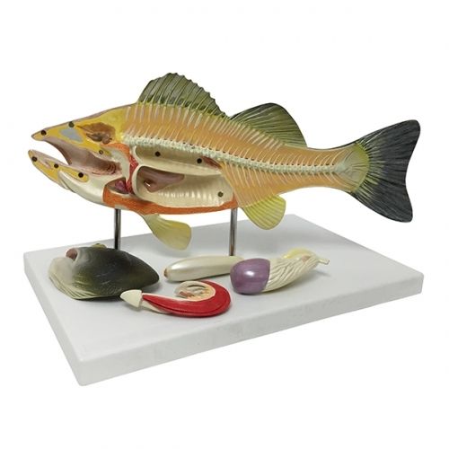 Fish Dissection Model