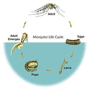 Plastic And Fibre Model Of Life Cycle Of Mosquito