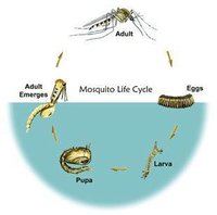 Model of Life Cycle of Mosquito