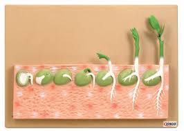 Model of Germination of seed
