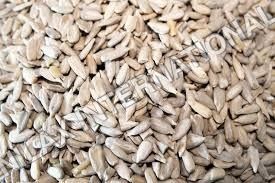 Sunflower Kernels Dry Place