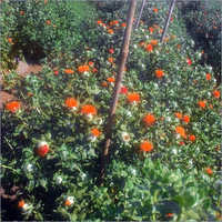 Natural Saffron Seeds