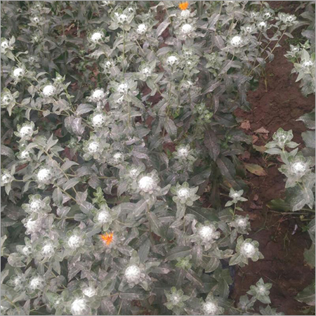 Pure Saffron Seeds