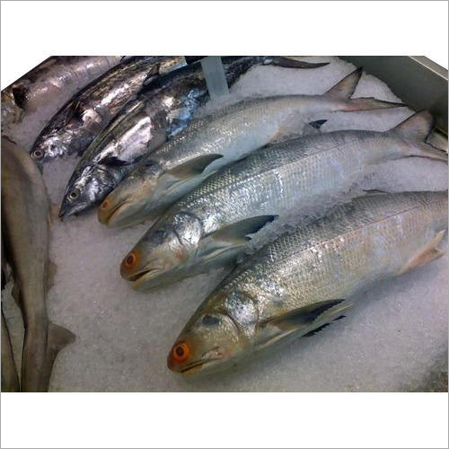 Frozen Seer Fish
