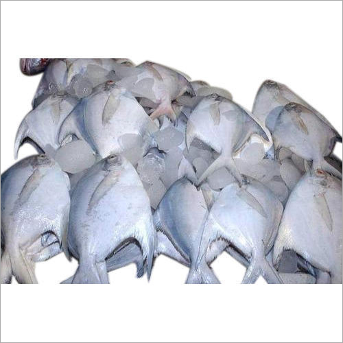 Frozen Pomfret Fish