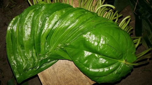 Betel Leaves Bangla