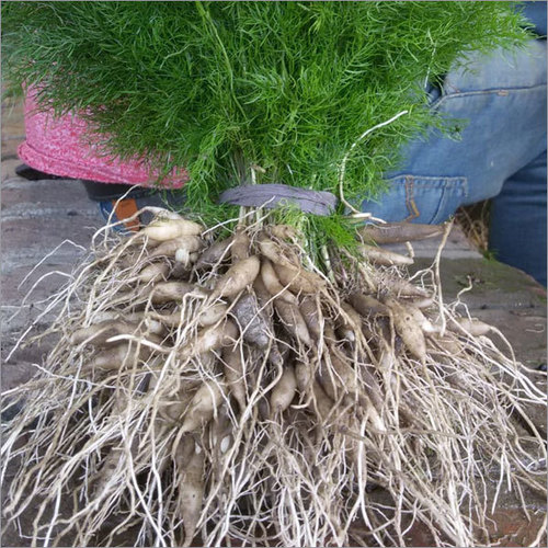 White Shatavari Plant - Leaves, 30 cm Stem Length, Green | Stimulates Immunity, Alleviates Pain, Diuretic Properties