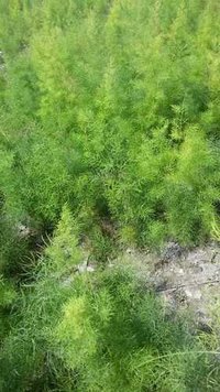 Yellow Shatavari Plant - Size: 1 Ft, Stem Length: 10 Cm, Color: Green | Features: Medicinal Grade, Enhances Reproductive Health, Well Watered