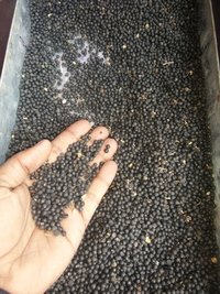Yellow Shatavari Seed