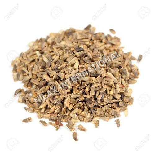 Chicory Seeds Dry Place