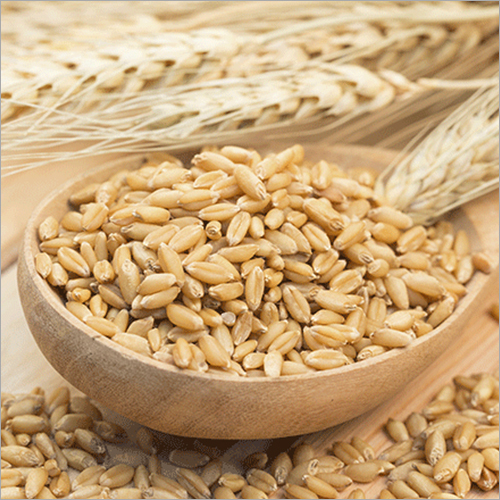 Barley Seed By DBR IMPORTS AND EXPORTS