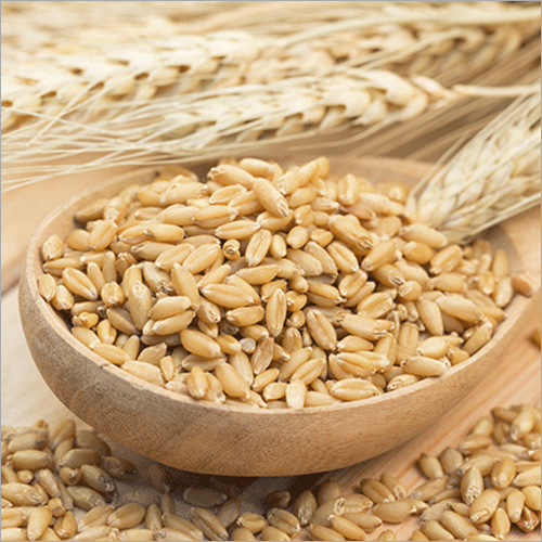 Barley Seed