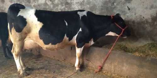 Hf cows supplier in karnal