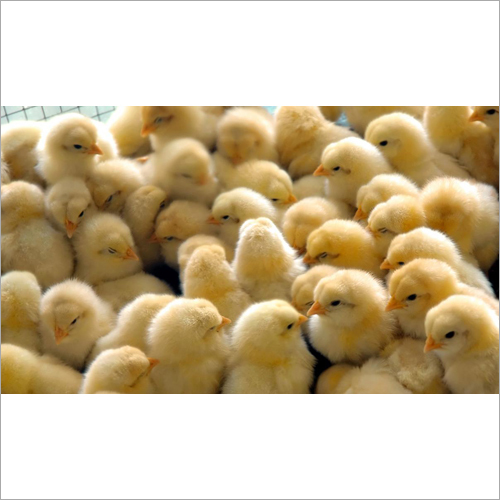 Poultry Chicks