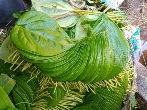 Kali Bangla Betel Leaves