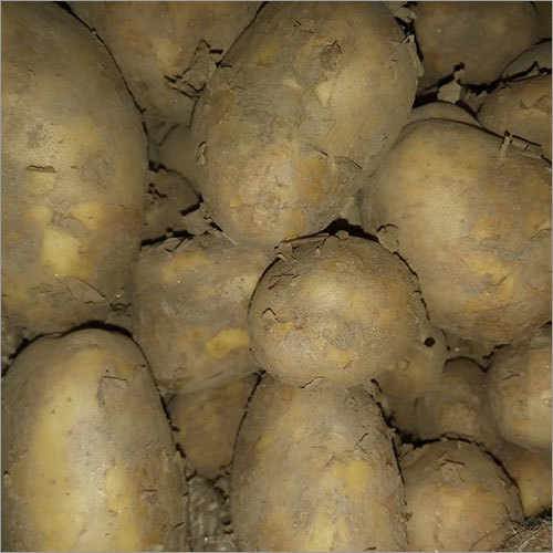 Fresh Potato - Moist & Raw, Preserved Form - Versatile Culinary Ingredient for Savory Dishes, Snacks & Comfort Foods