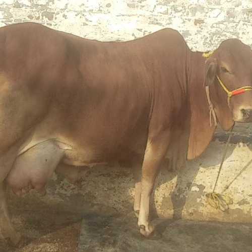 Sahiwal cow