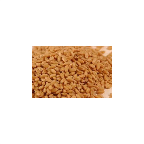 Sharbati Wheat Grain Sharbati Wheat Grain
