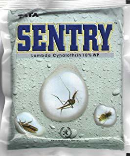 sentry
