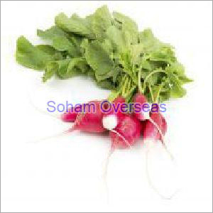 Fresh Radish