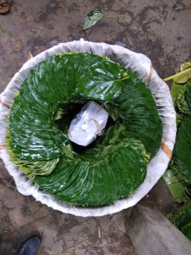 Khar Betel Leaves Certifications: Certified By India Most Reputed Lab ( Vimta)