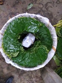 Khar Betel Leaves Shelf Life: 10 To 12 Days