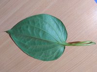 Khar Betel Leaves