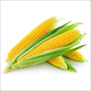 American Sweet Corn