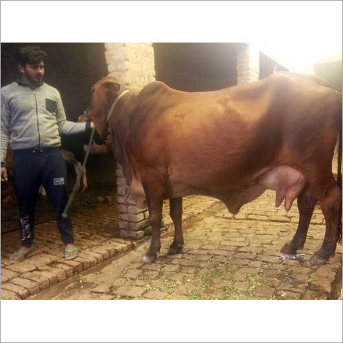 Pure Sahiwal Cow