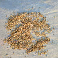 Birds Feed Grain