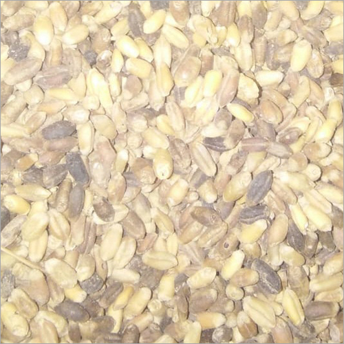 Damage Wheat Grains