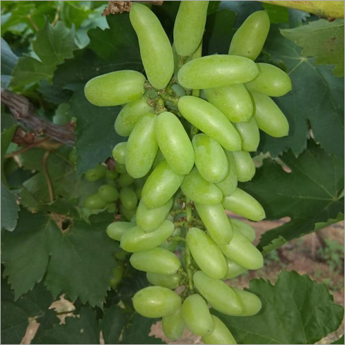 Green Grapes