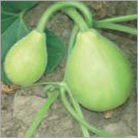 Op Bottle Gourd- Selection-5