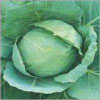 Cabbage Early Golden Acr (Imp)