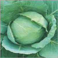 Cabbage Early Golden Acr (Imp)