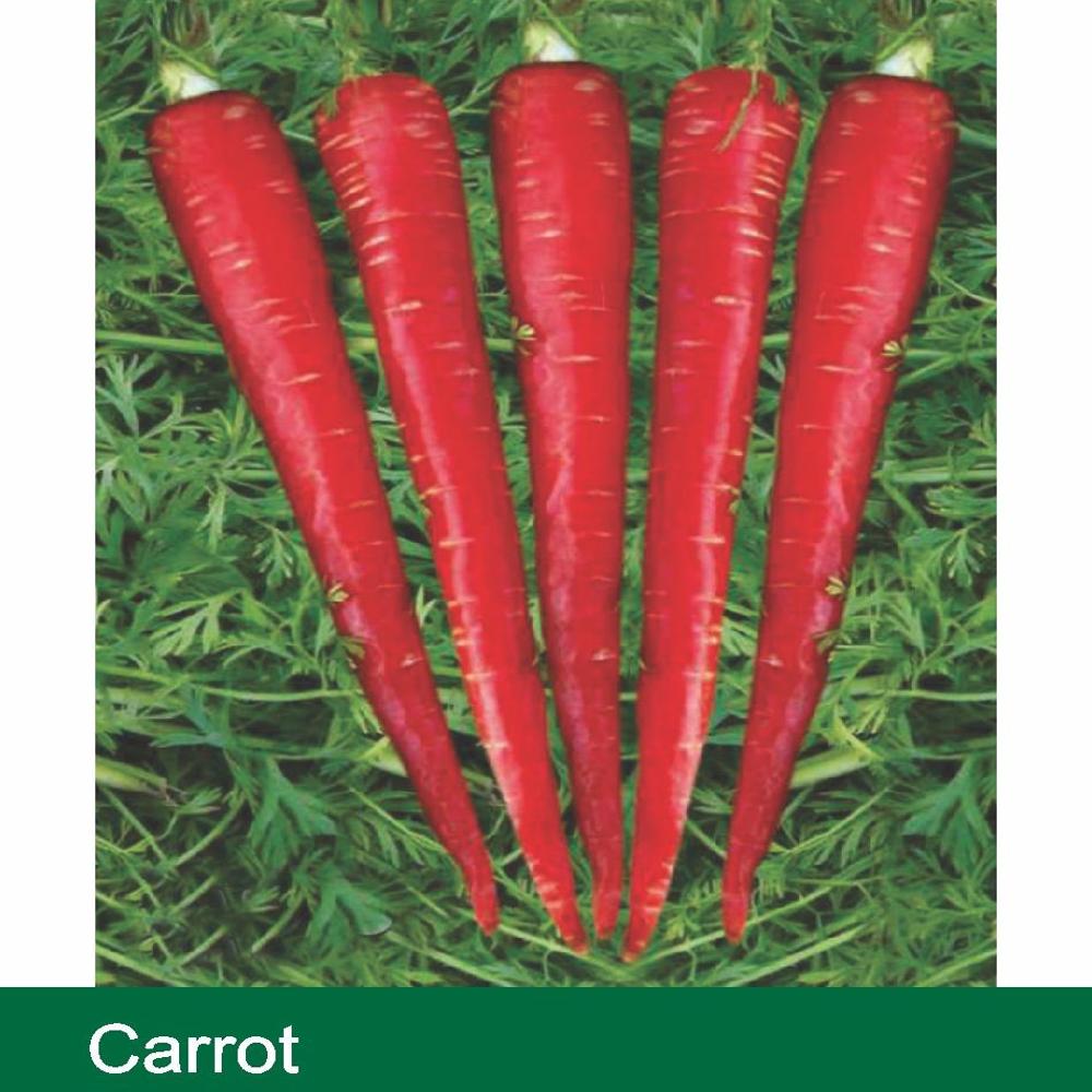 CARROT SEEDS