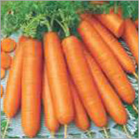 Op Carrot- Early Nates