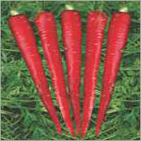 Op Carrot Red Core (Imported)