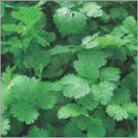 Op Coriander-sugandh (Imported)