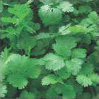 Op Coriander-Sugandh (Imported)
