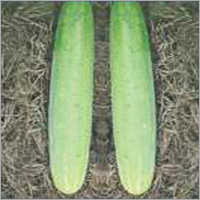Cucumber Capton