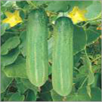 Cucumber Keeri-101
