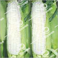 Maize Hybrid Harsha (White)
