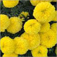 Marigold F1 Eagle Yellow