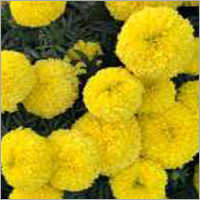 Marigold F1 Eagle Yellow