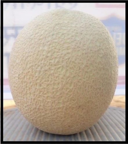 Musk Melon F1 -RSM-2211  ( Raseela)