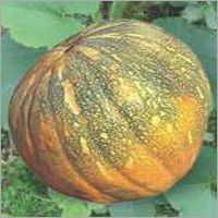 Pumpkin F1 Rss-1050 Grade: Food